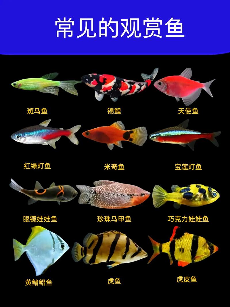 温带观赏鱼有哪些常见品种？-图1