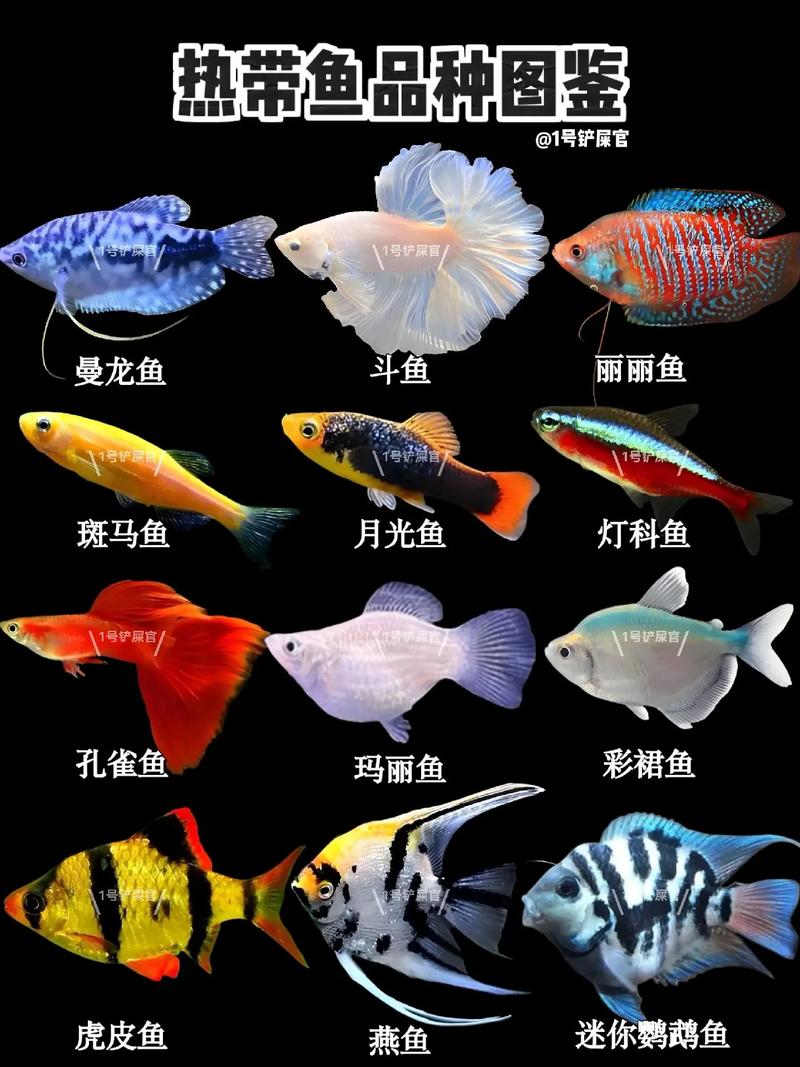 温带观赏鱼有哪些常见品种？-图2