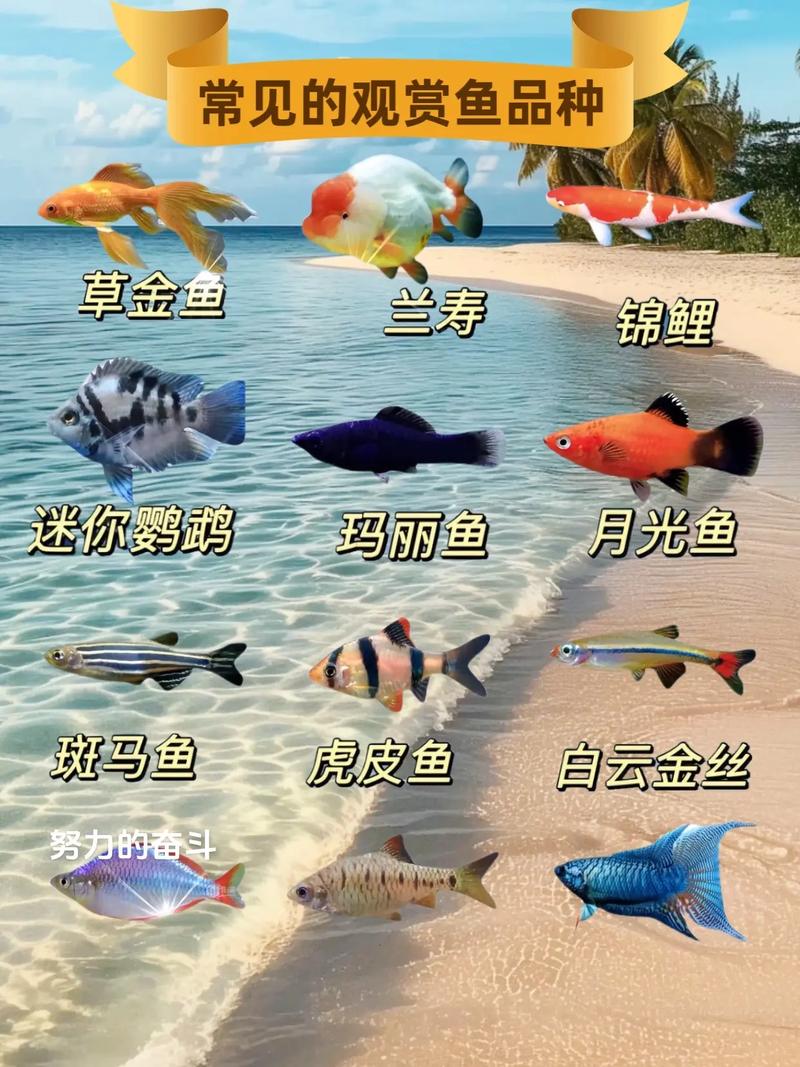 温带观赏鱼有哪些常见品种？-图3