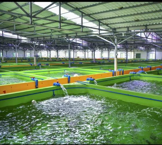 鱼鹅混养技术如何实现成功?-图1 鱼鹅混养技术如何实现成功?-图1