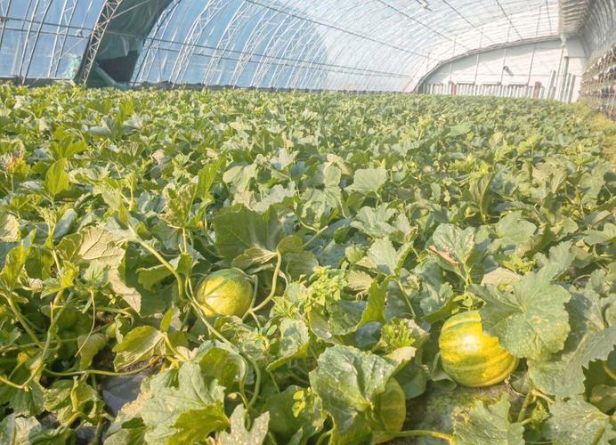 东北大棚香瓜怎么种好？-图1