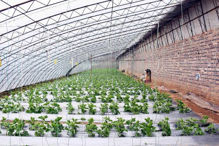 东北大棚香瓜怎么种好？-图3