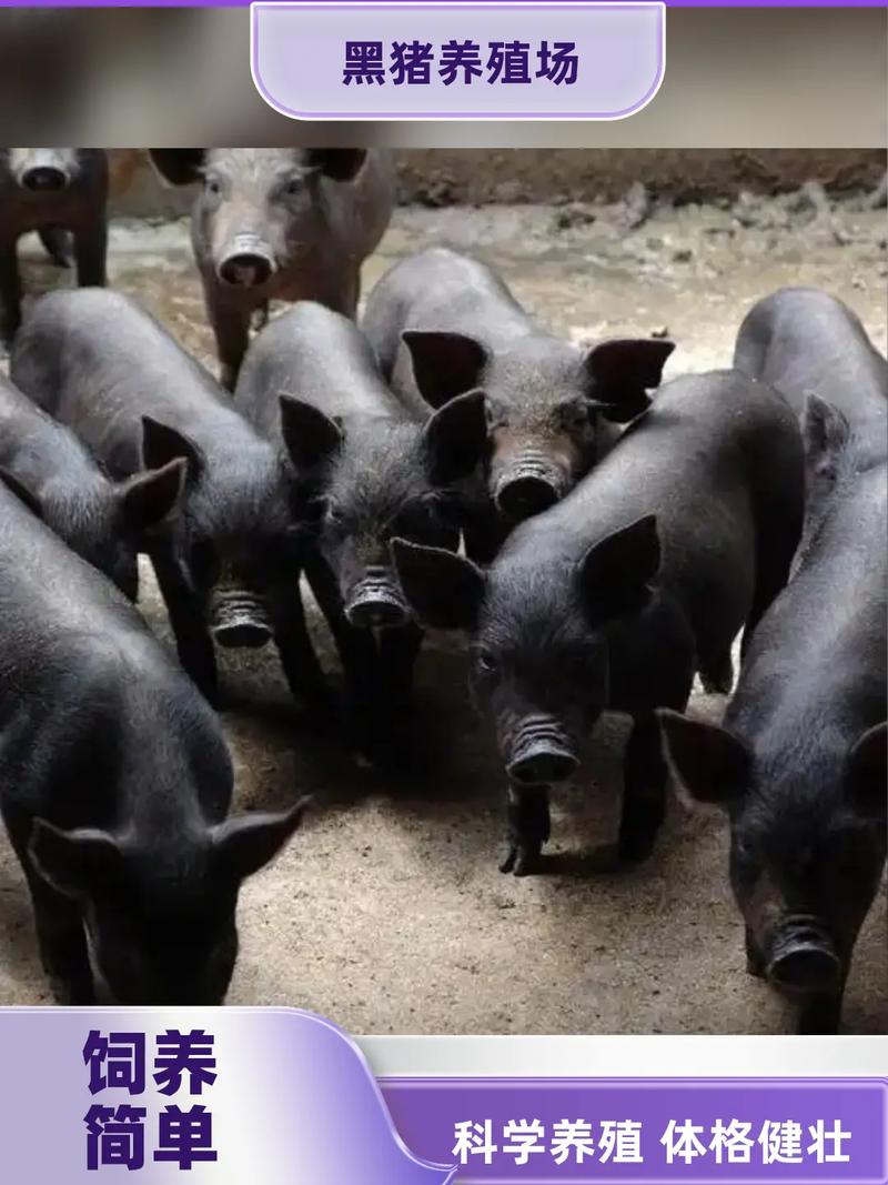 徒河黑猪代理养殖技术怎么掌握？-图1