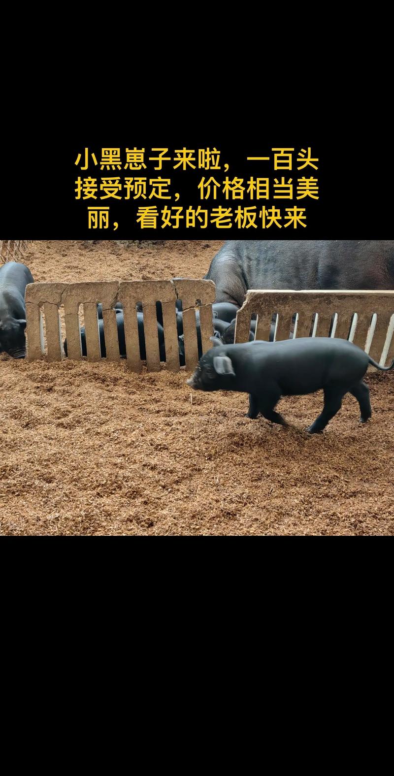 徒河黑猪代理养殖技术怎么掌握？-图2