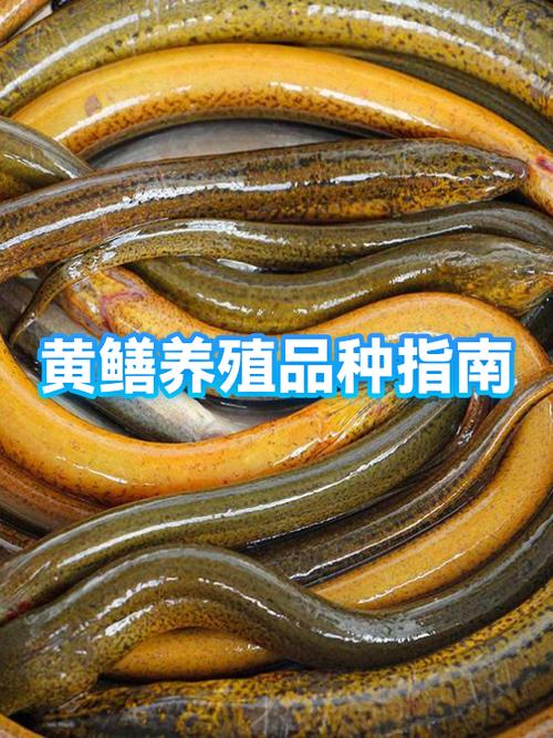 黄鳝生态养殖技术如何突破？-图1