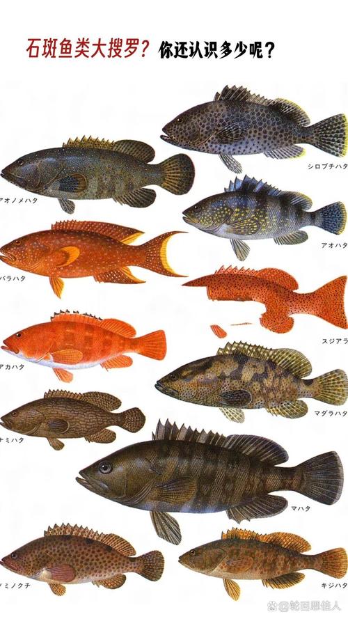 浙江石斑鱼品种有哪些？-图1