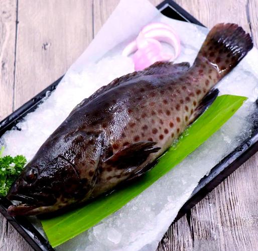 浙江石斑鱼品种有哪些？-图3