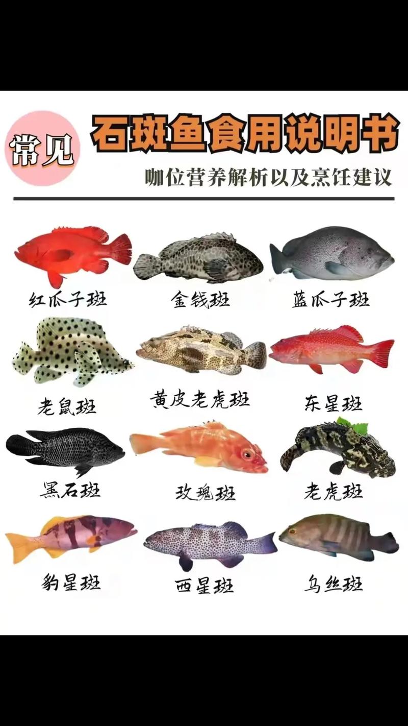 浙江石斑鱼品种有哪些？-图2