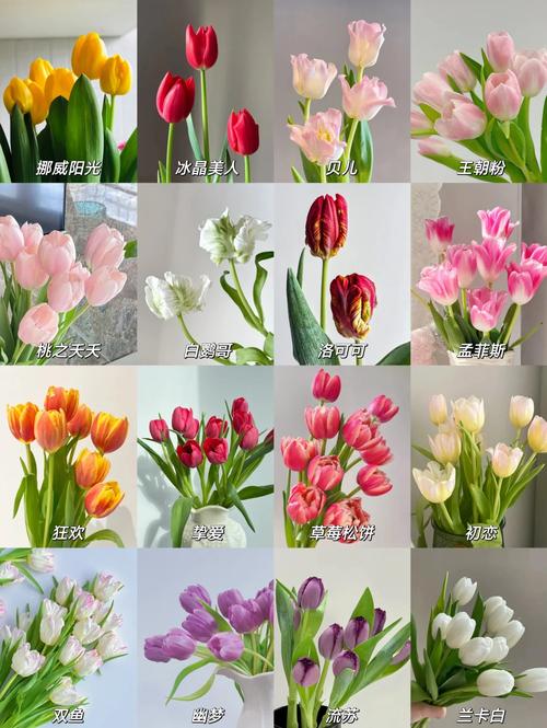 郁金香品种名字有何由来或寓意？-图1