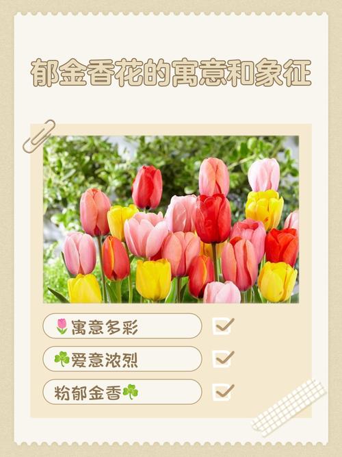 郁金香品种名字有何由来或寓意？-图2