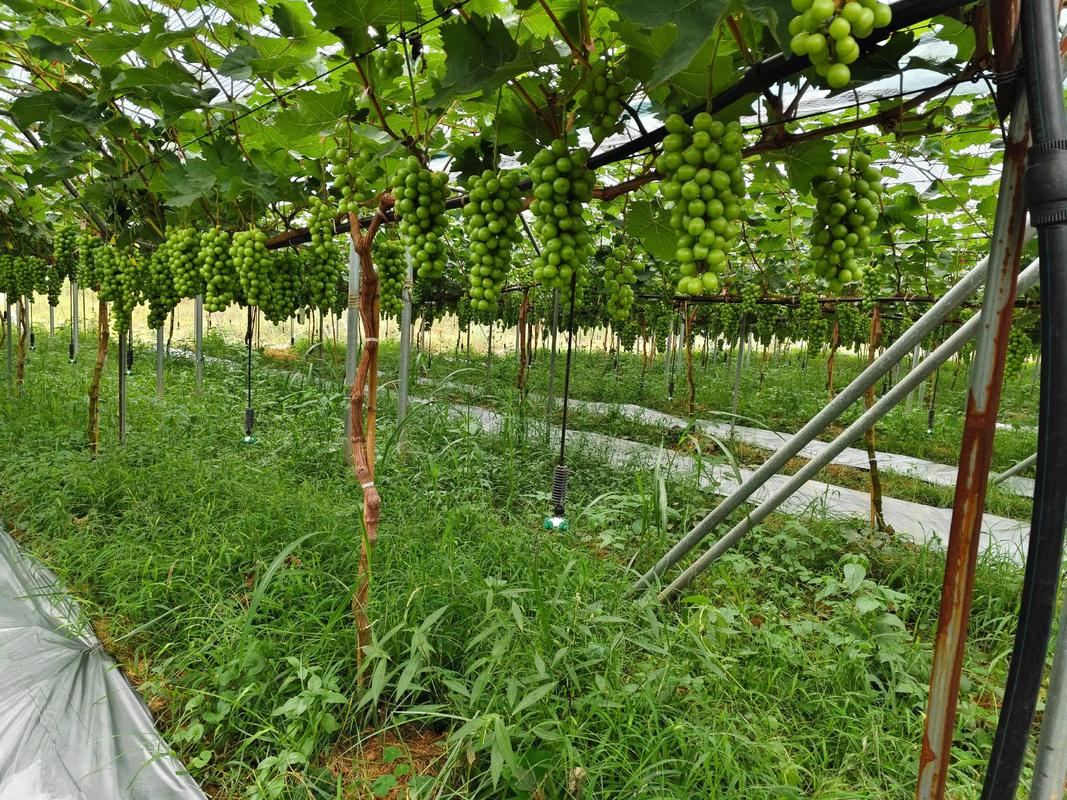 萄葡种植技术视频，怎么学才高效？-图1