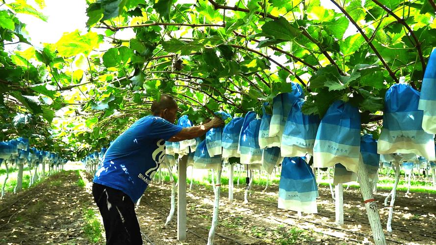 萄葡种植技术视频，怎么学才高效？-图2