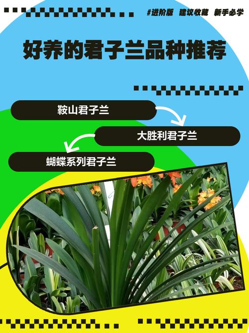 什么品种君子兰适合分株？-图1