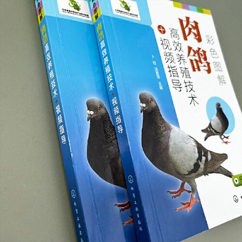 肉鸽养殖技术视频教程怎么学？-图1