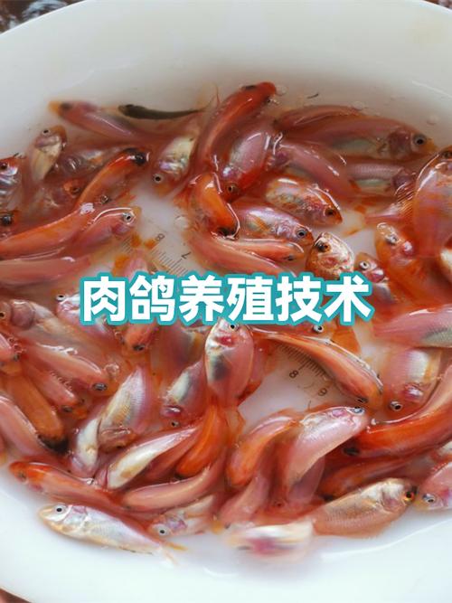 肉鸽养殖技术视频教程怎么学？-图3