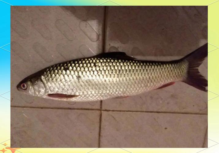 麦 麦瑞加拉鲮鱼养殖技术关键点是什么？-图1