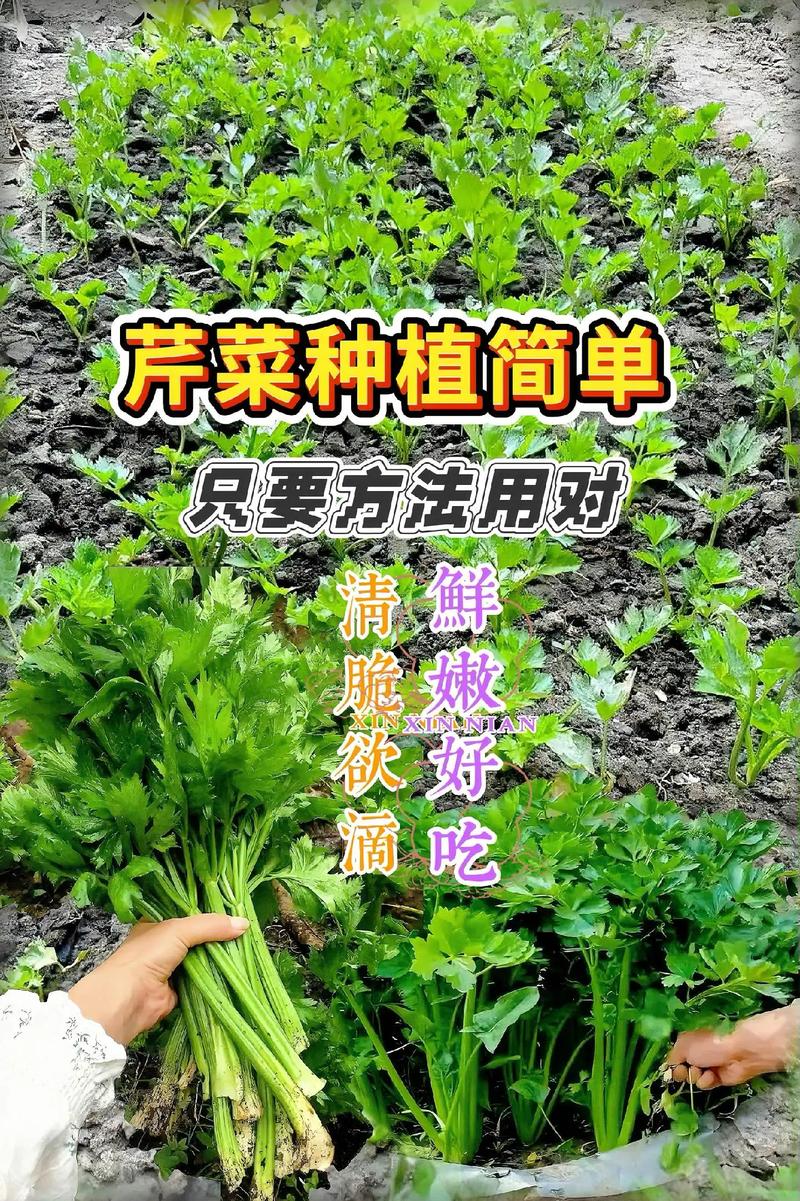 芹菜栽培管理有哪些关键技术?-图1 芹菜栽培管理有哪些关键技术?-图1