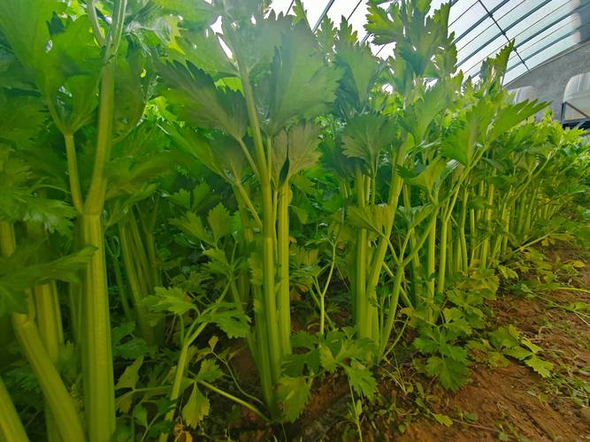 芹菜栽培管理有哪些关键技术?-图2 芹菜栽培管理有哪些关键技术?-图2