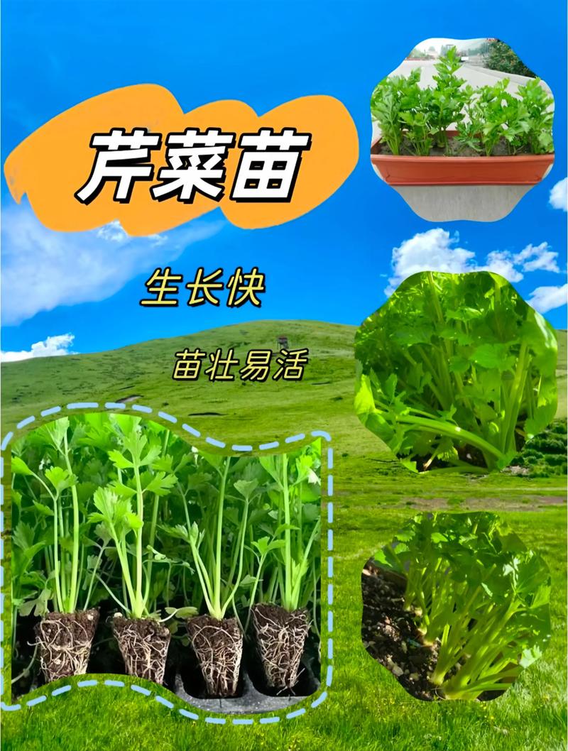 芹菜栽培管理有哪些关键技术?-图3 芹菜栽培管理有哪些关键技术?-图3