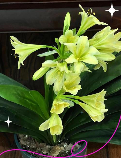 君子兰开花品种有哪些？-图1