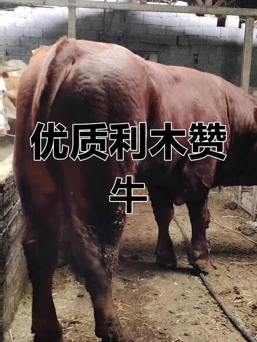 哪里利木赞牛品种好-图1