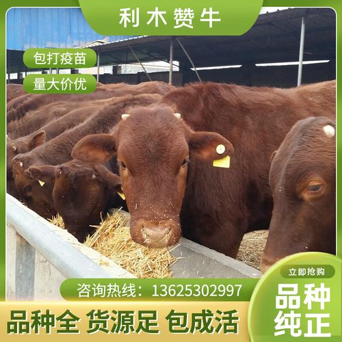 哪里利木赞牛品种好-图2