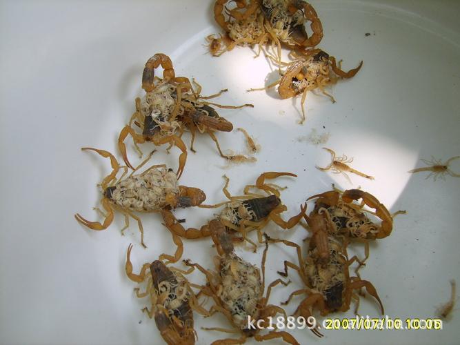 西安药材市场蝎子价格现在多少钱一斤?-图1 西安药材市场蝎子价格现在多少钱一斤?-图1