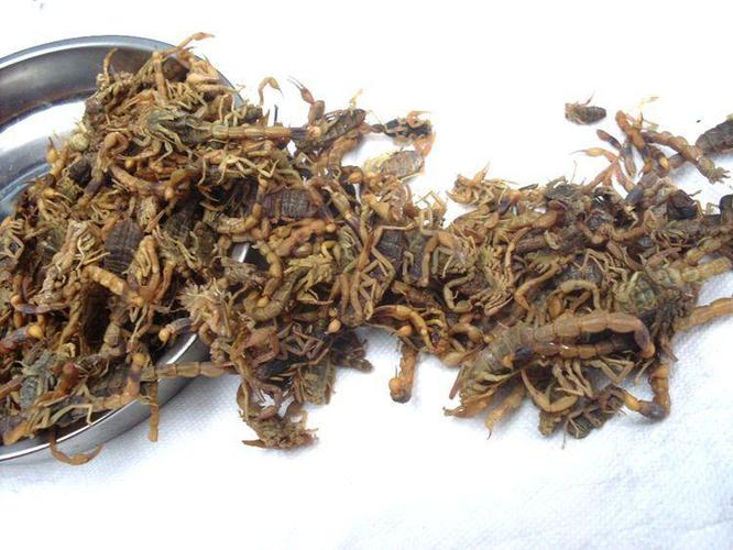 西安药材市场蝎子价格现在多少钱一斤?-图2 西安药材市场蝎子价格现在多少钱一斤?-图2