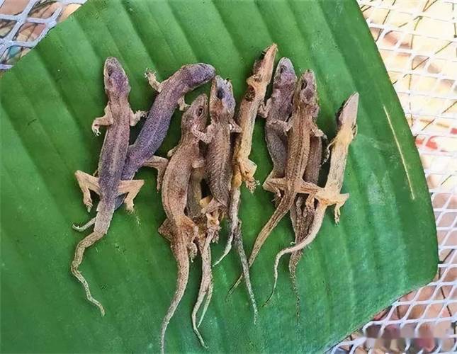 西安药材市场蝎子价格现在多少钱一斤?-图3 西安药材市场蝎子价格现在多少钱一斤?-图3