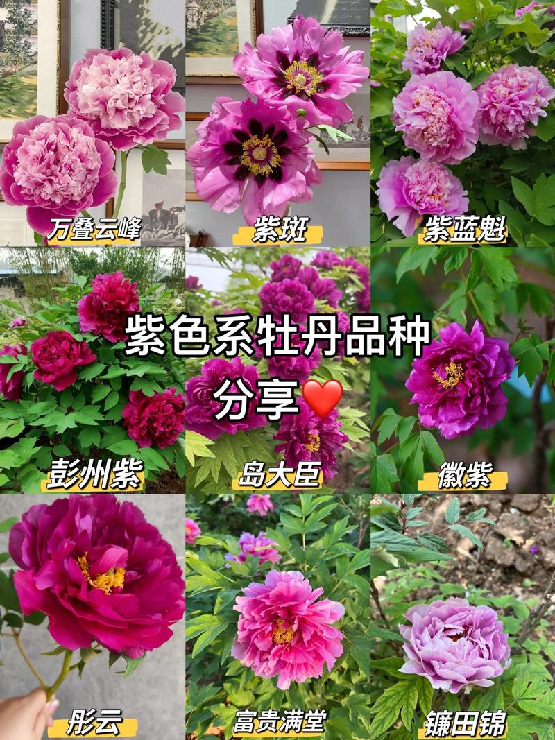 牡丹花常见品种有哪些?-图1 牡丹花常见品种有哪些?-图1