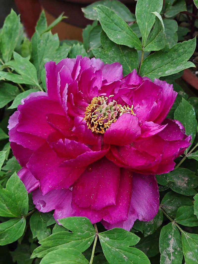 牡丹花常见品种有哪些?-图2 牡丹花常见品种有哪些?-图2