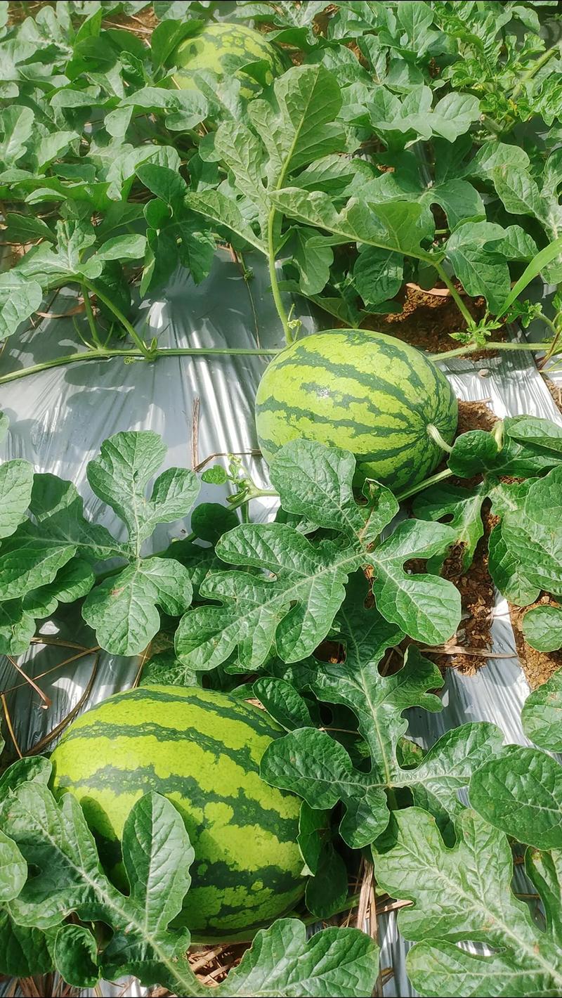 西瓜种植技术有哪些关键要点？-图1