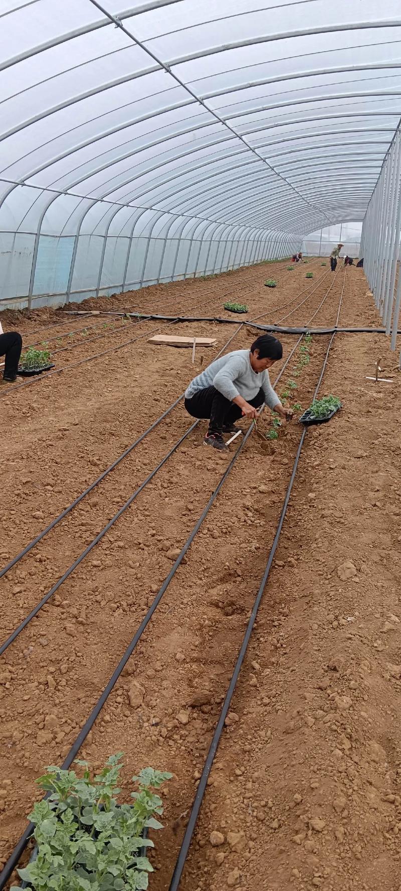 西瓜种植技术有哪些关键要点？-图3