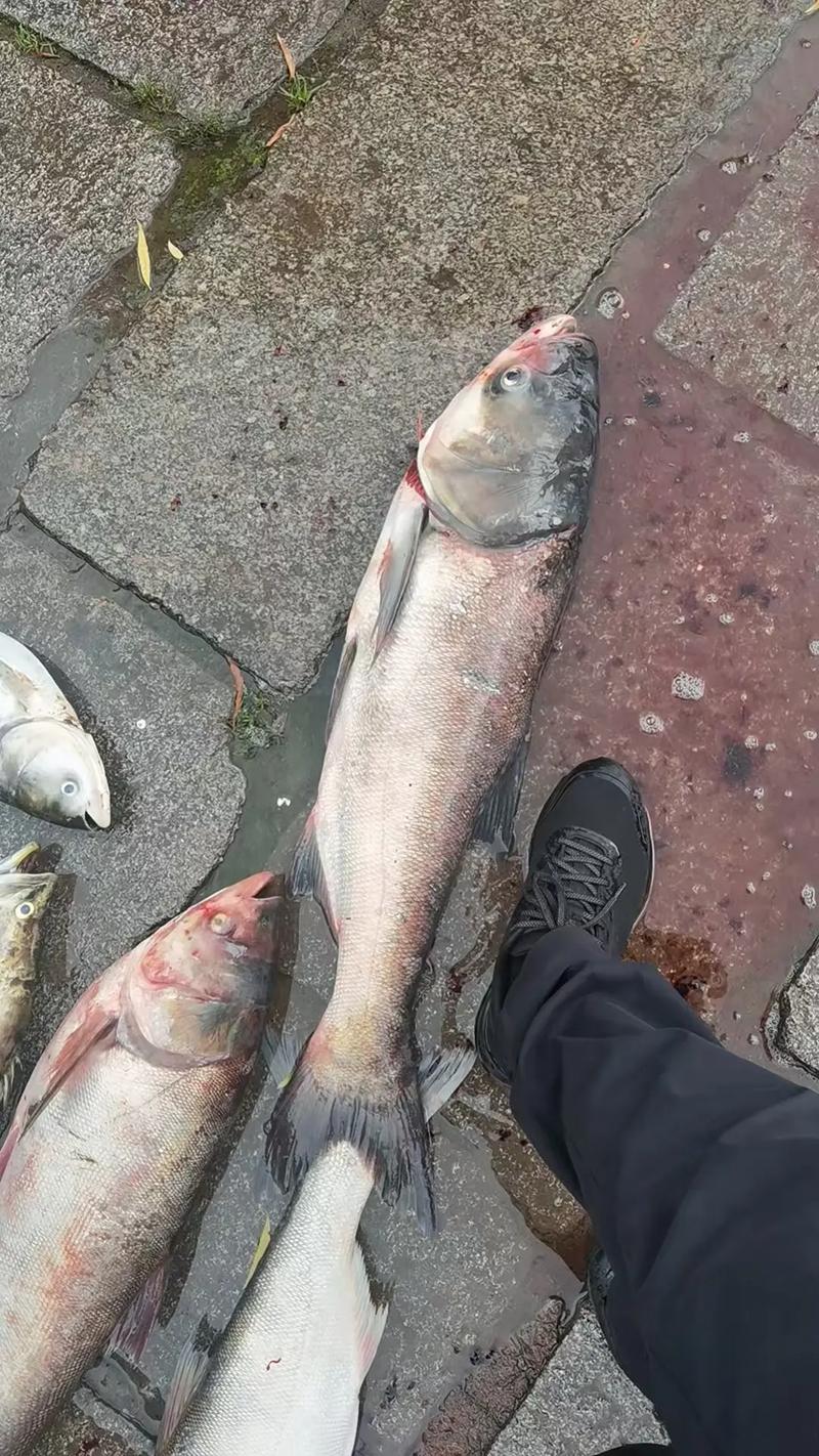 大胖头鱼具体分哪些品种？-图1