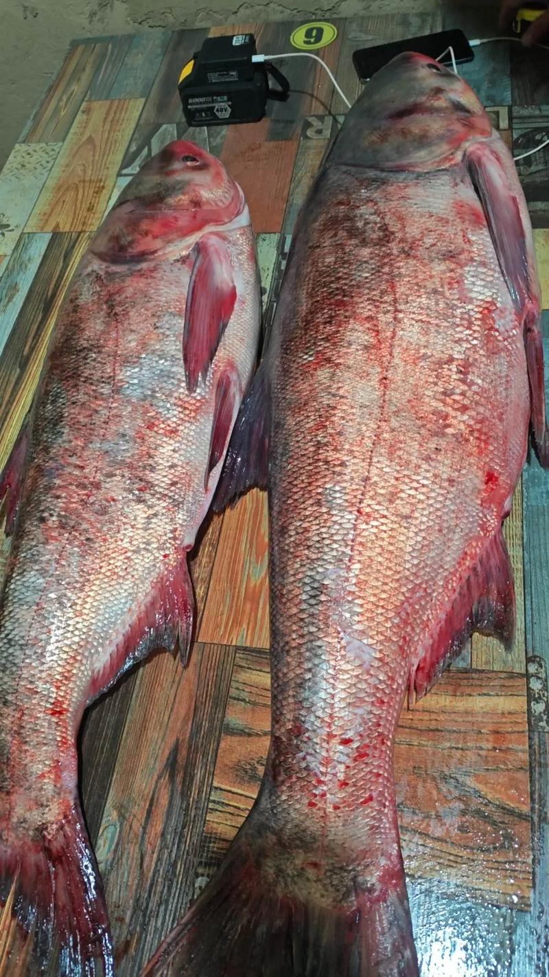 大胖头鱼具体分哪些品种？-图2