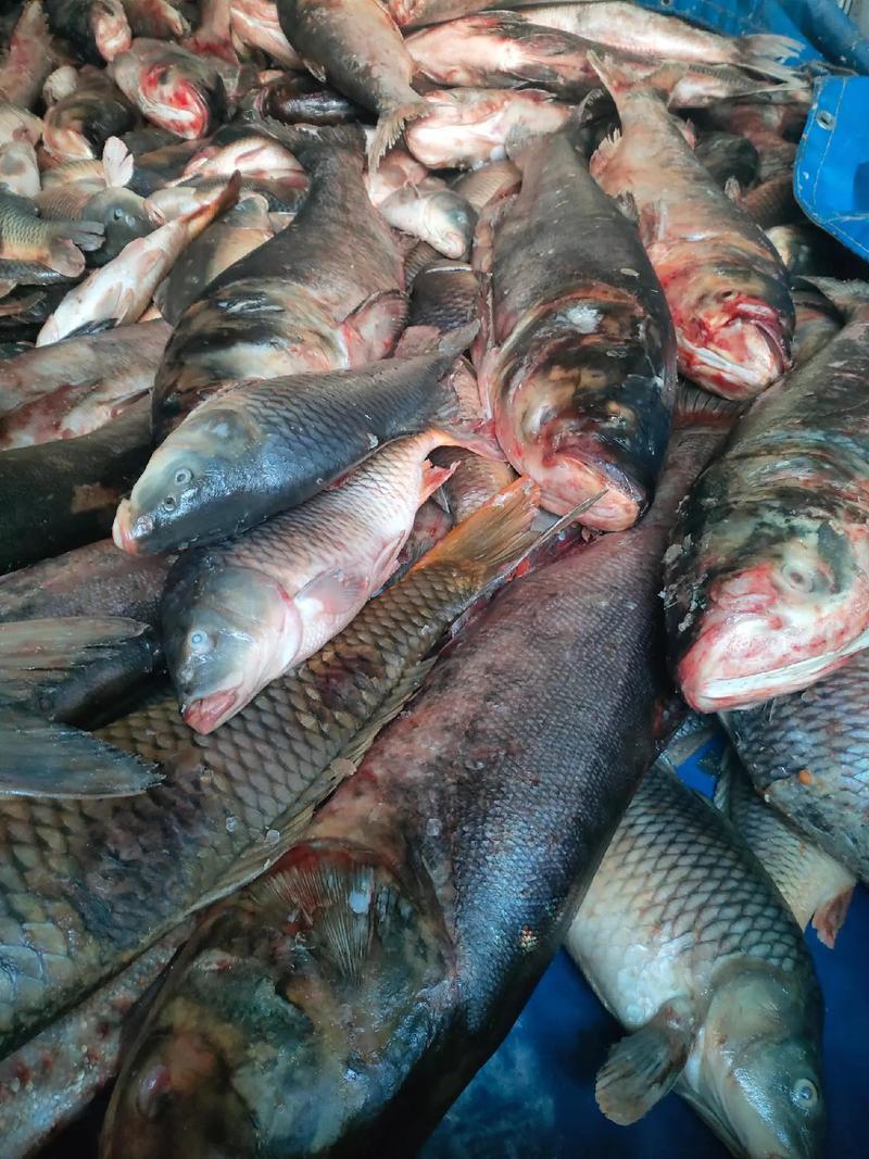 大胖头鱼具体分哪些品种？-图3