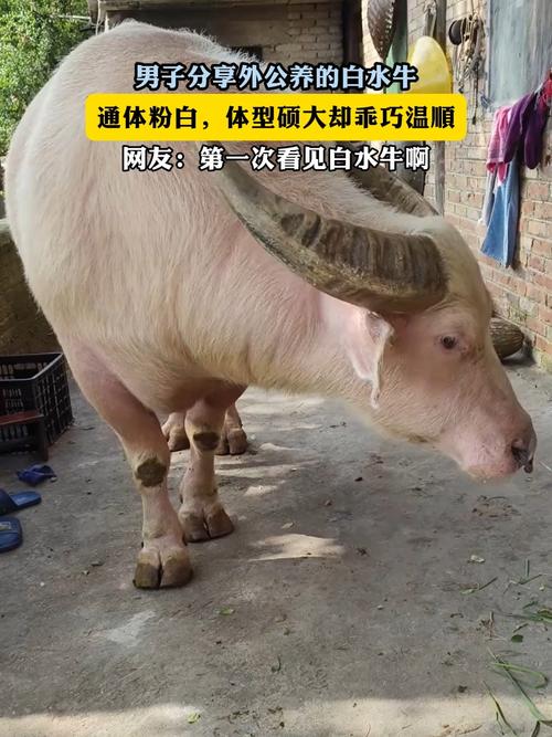 全白牛是哪个品种？-图1