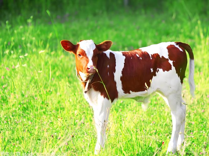 全白牛是哪个品种？-图2