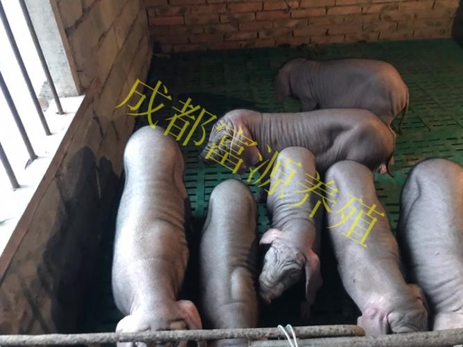 四川成都品种流养殖前景如何？-图1