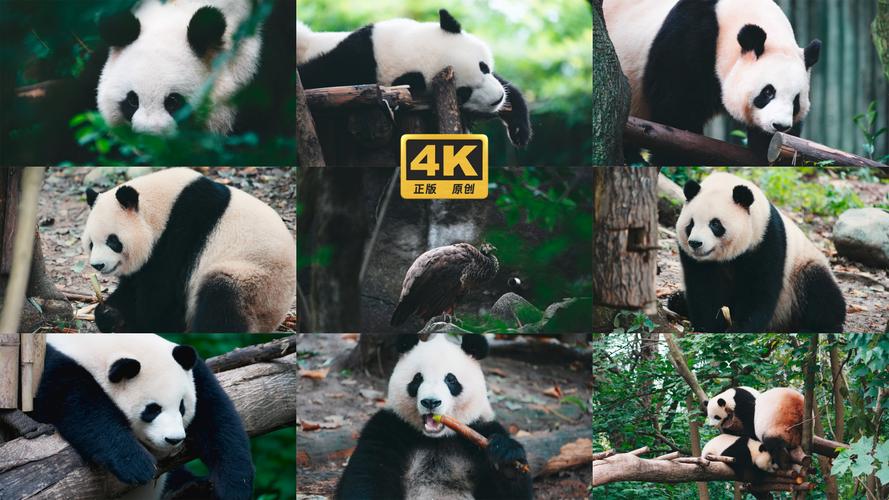 四川成都品种流养殖前景如何？-图3