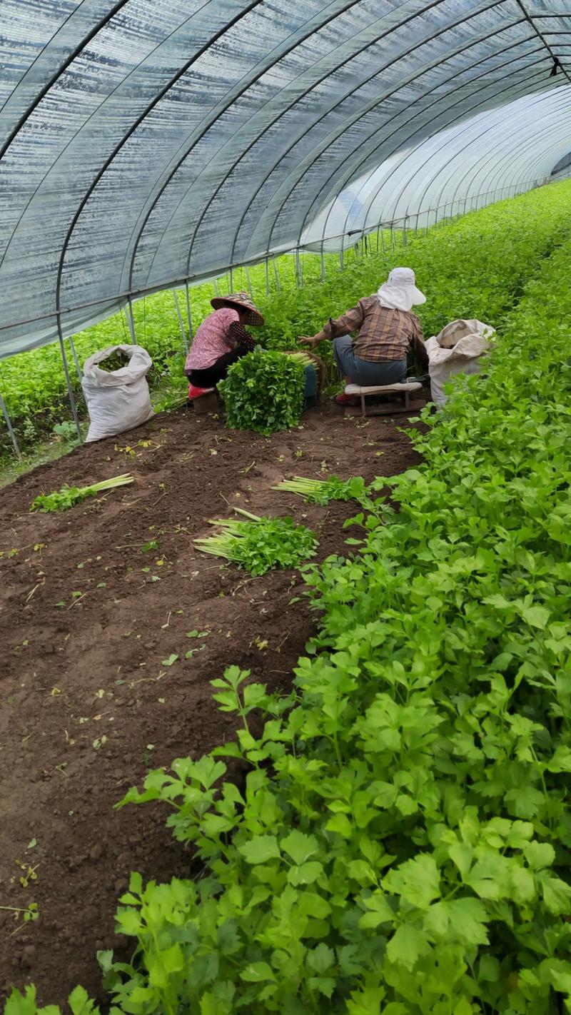 大棚早春芹菜咋种好？-图1