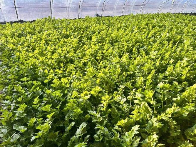 大棚早春芹菜咋种好？-图2