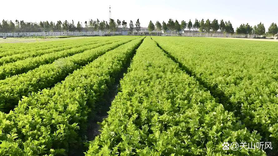 大棚早春芹菜咋种好？-图3