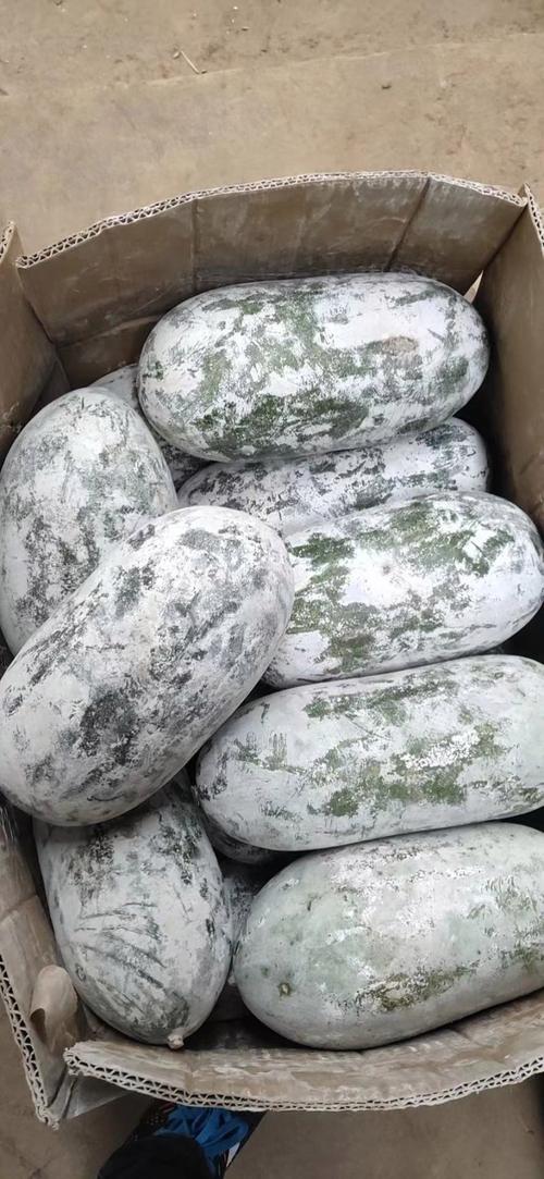 北京冬瓜价格现在多少钱一斤?-图3 北京冬瓜价格现在多少钱一斤?-图3