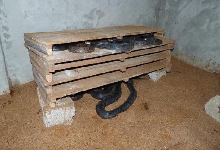 室内立体养蛇技术视频可行吗？-图2