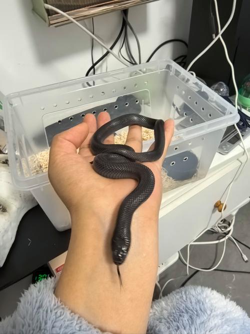 室内立体养蛇技术视频可行吗？-图1