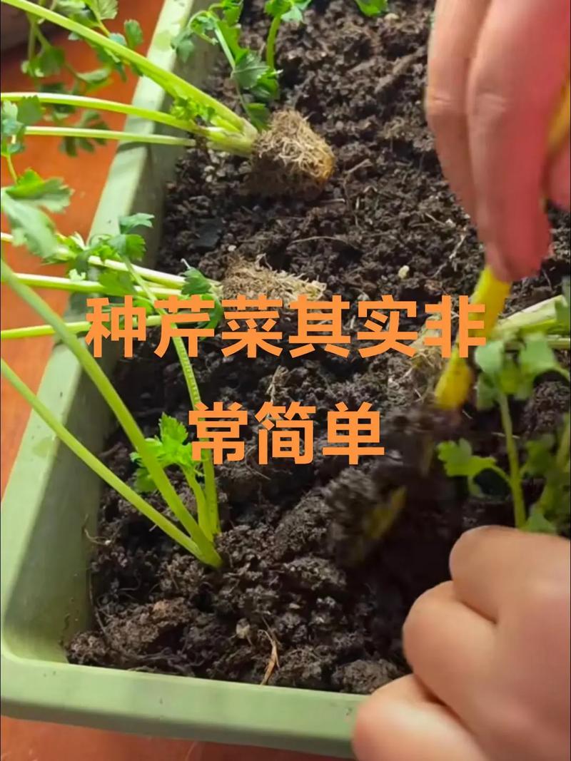 芹菜怎么种？高产技术有哪些？-图1