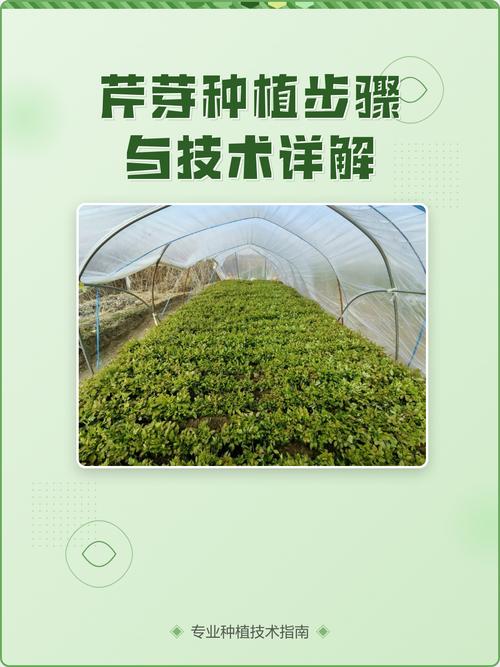 芹菜怎么种？高产技术有哪些？-图3