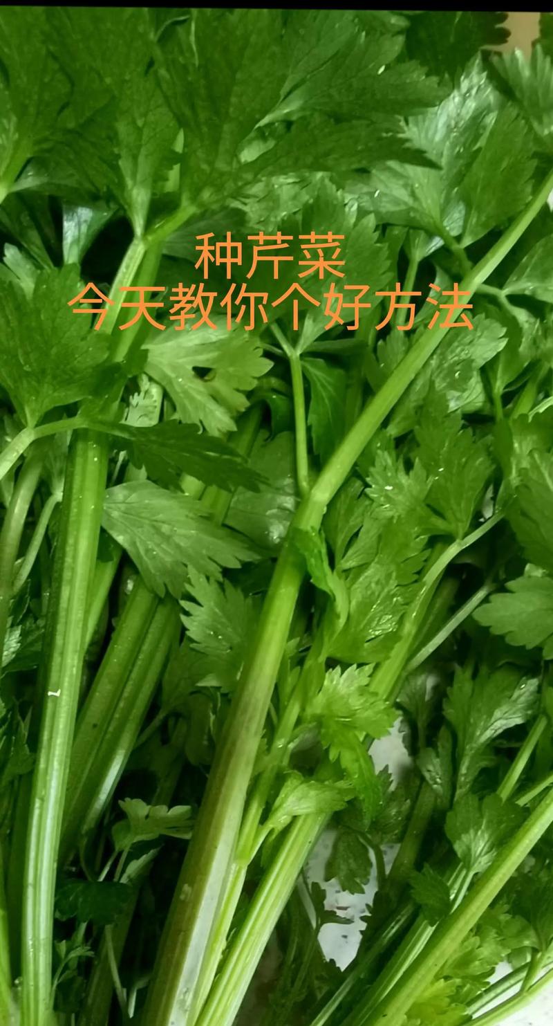 芹菜怎么种？高产技术有哪些？-图2