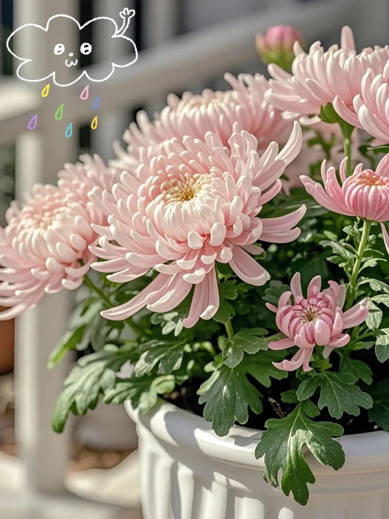 多头菊花怎么栽培？视频教你技巧！-图3